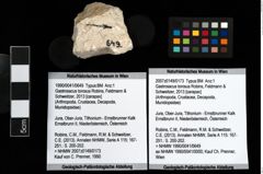 Foto (Objket + Etiketten) von Gastrosacus torosus (Robins, Feldmann & Schweitzer, 2013) 